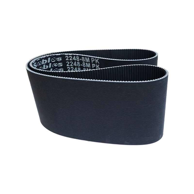 Dentatus et Ribbed Belt