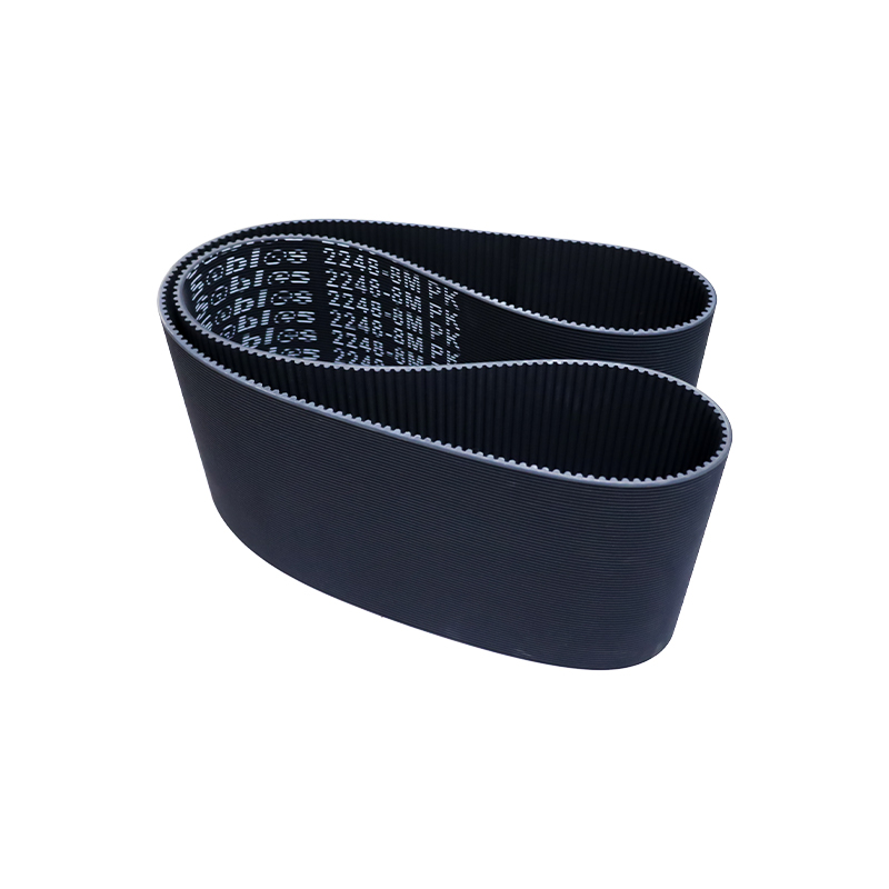 Dentatus et Ribbed Belt